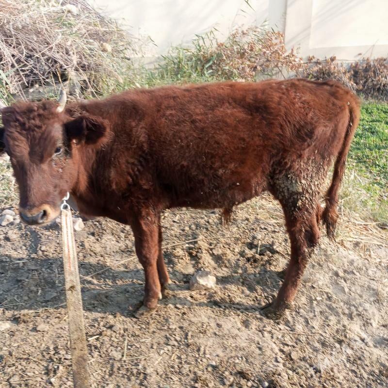 Окузчелер - Sakarçäge - img 3