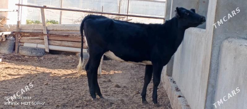 Gibrit tuweler - Herrikgala - img 5