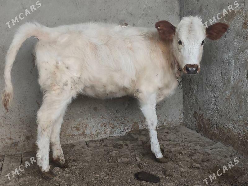 Tuwe - Бузмеин - img 2