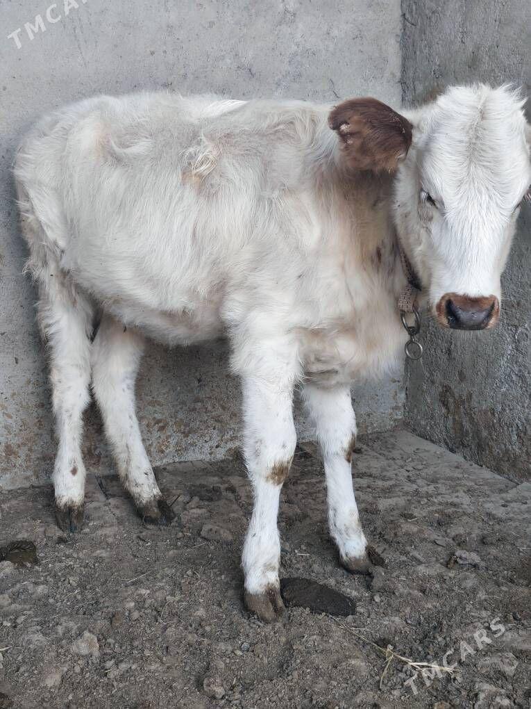 Tuwe - Бузмеин - img 5