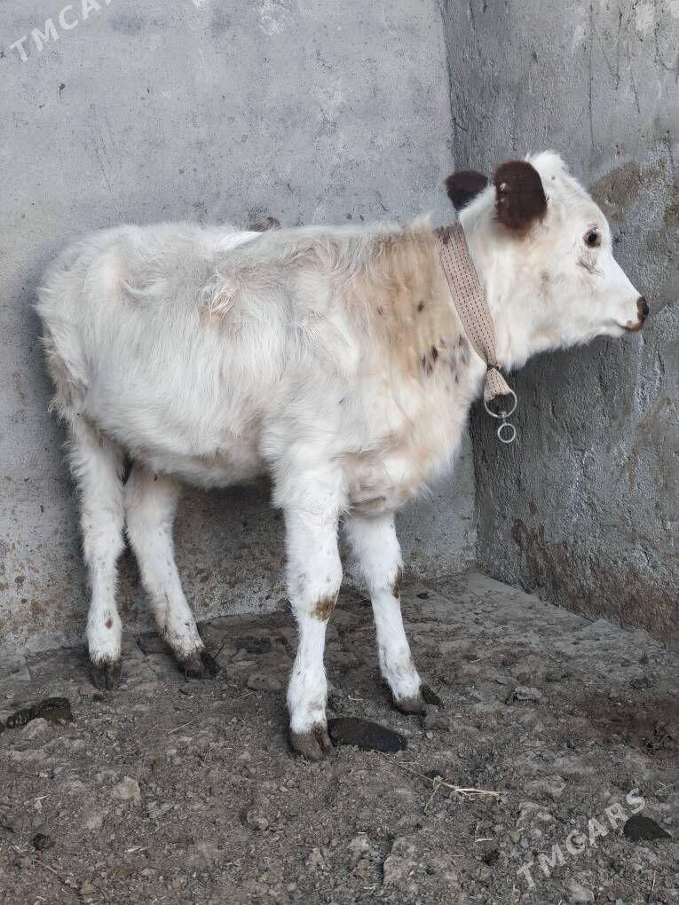 Tuwe - Бузмеин - img 4