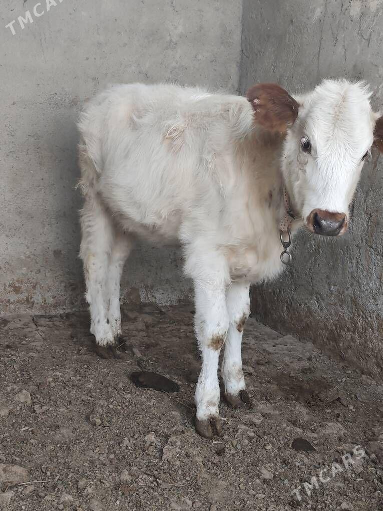 Tuwe - Бузмеин - img 3