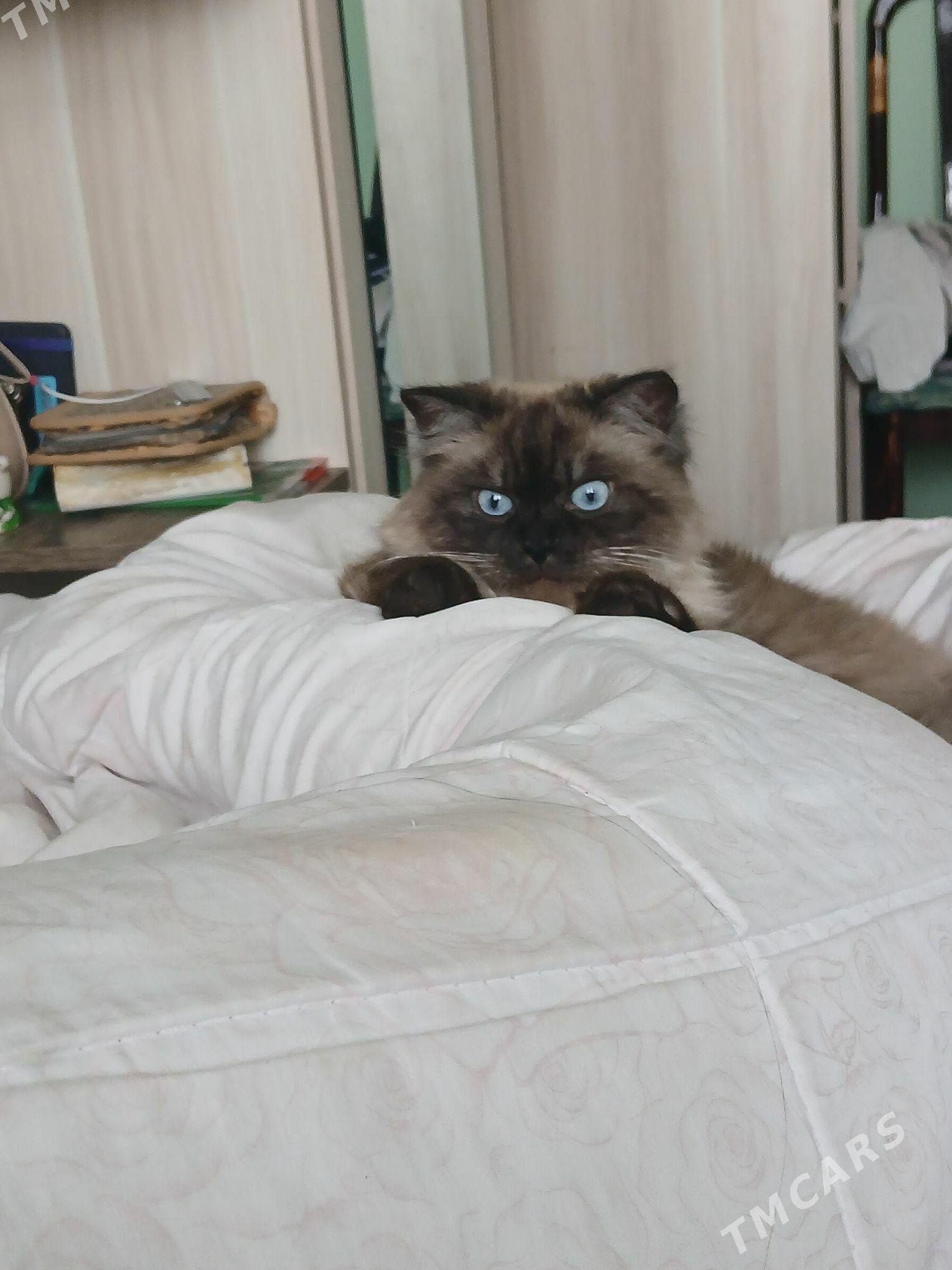 сиамский кот - Туркменабат - img 2