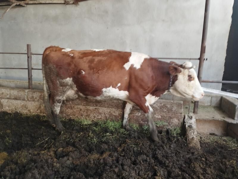 Galystevin Smmental sygyrlar - Gypjak - img 7