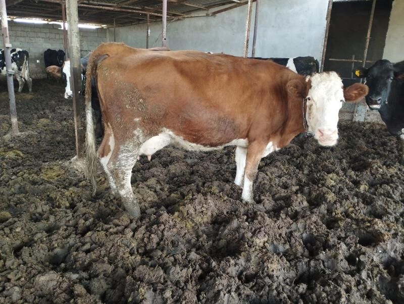 Galystevin Smmental sygyrlar - Gypjak - img 6