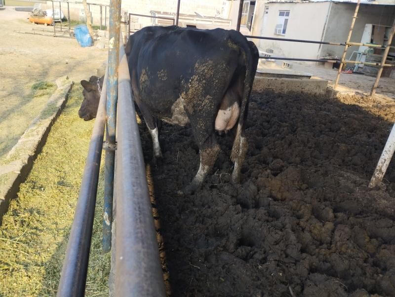 Galystevin Smmental sygyrlar - Gypjak - img 4