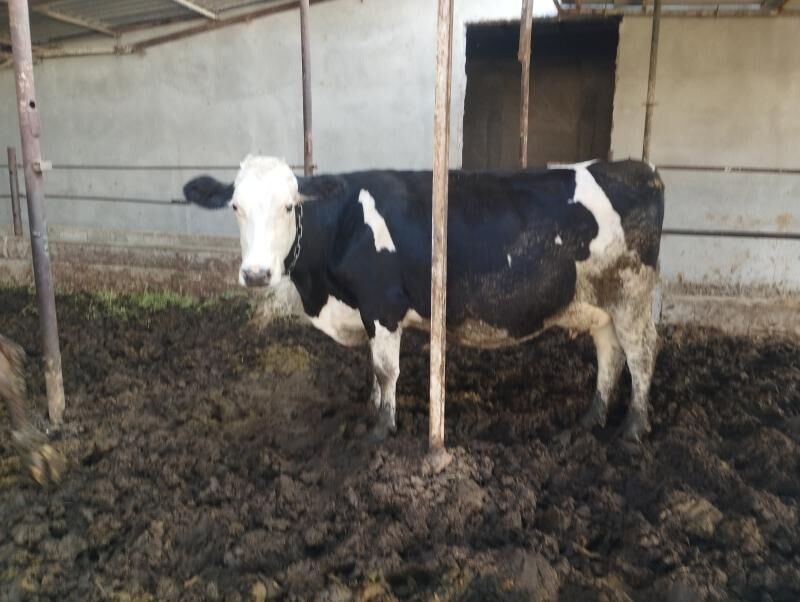 Galystevin Smmental sygyrlar - Gypjak - img 5