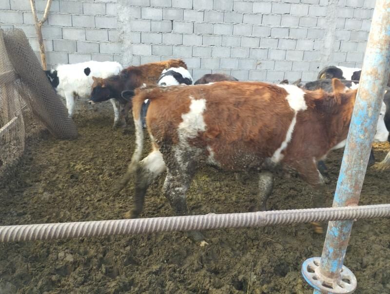 Galystevin Smmental sygyrlar - Gypjak - img 8