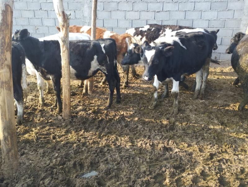 Galystevin Smmental sygyrlar - Gypjak - img 9