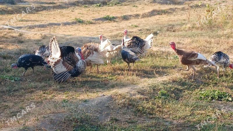 Satlyk induk horazlar - Багир - img 2