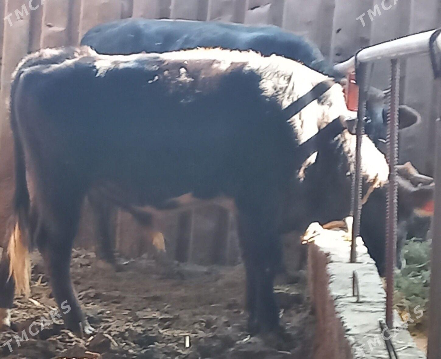 okuz - Яшлык - img 3