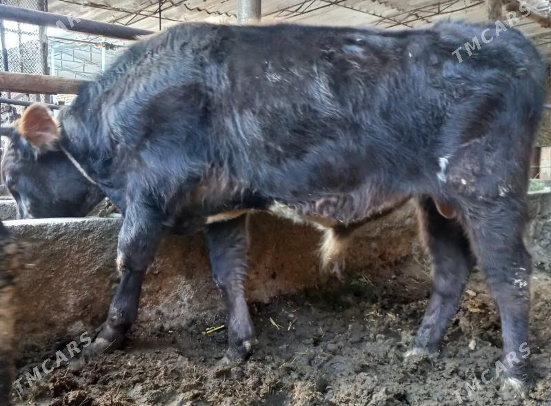 okuz - Яшлык - img 4