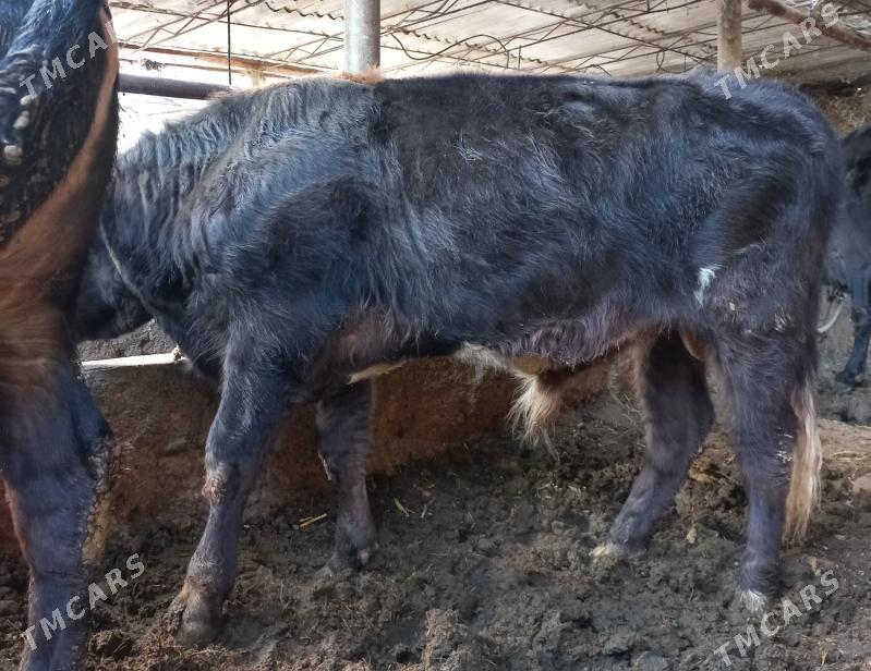 okuz - Яшлык - img 2