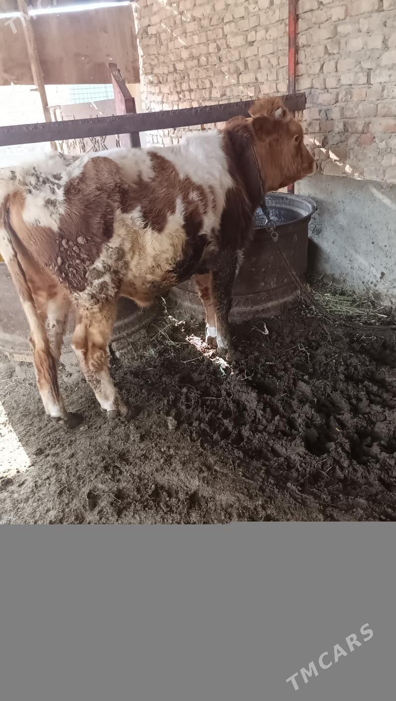 okuz - Бахарден - img 2