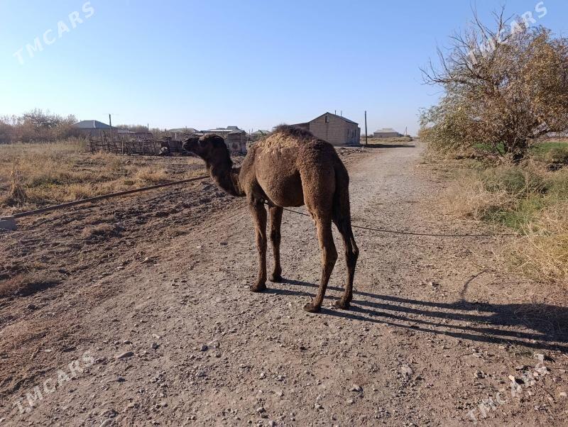 köşek - Tejen - img 2