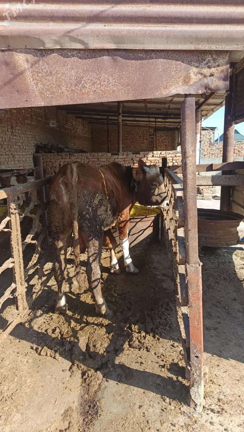 okuz - Бахарден - img 6