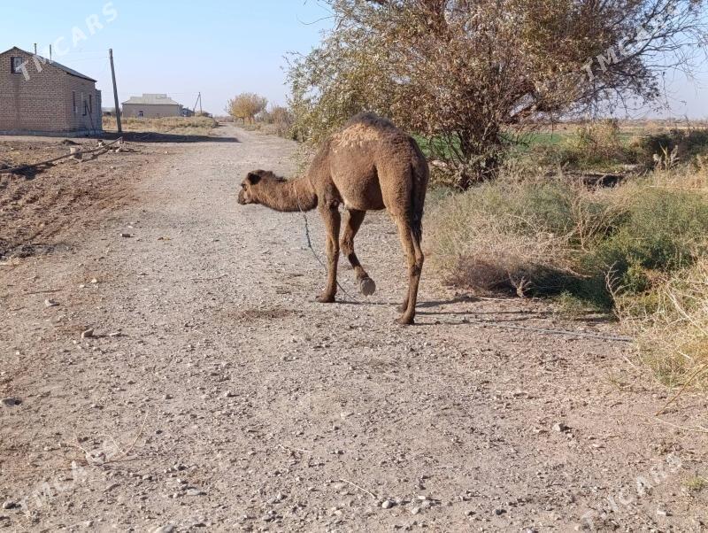 köşek - Tejen - img 3