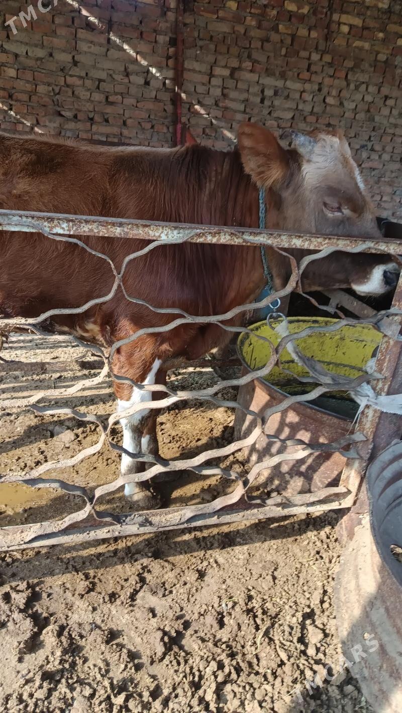 okuz - Бахарден - img 3