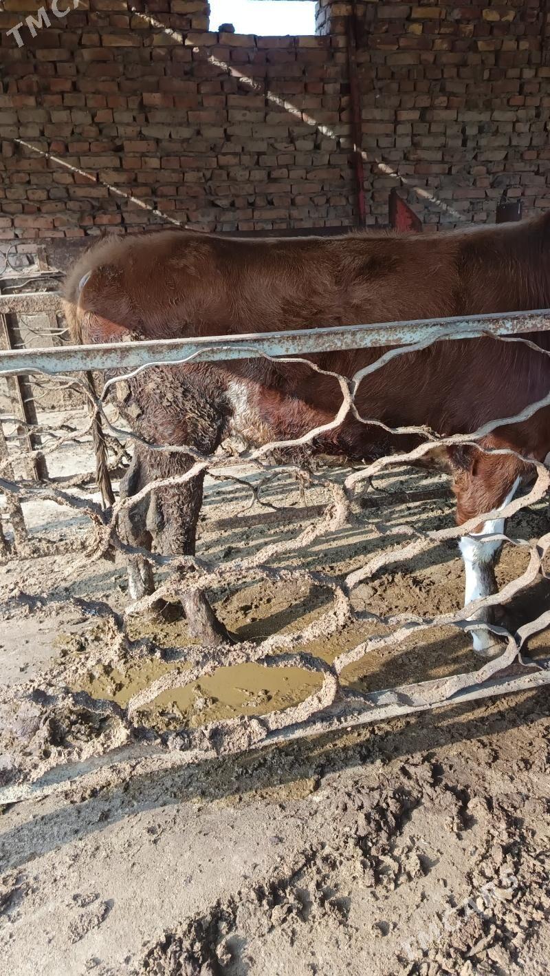 okuz - Бахарден - img 4