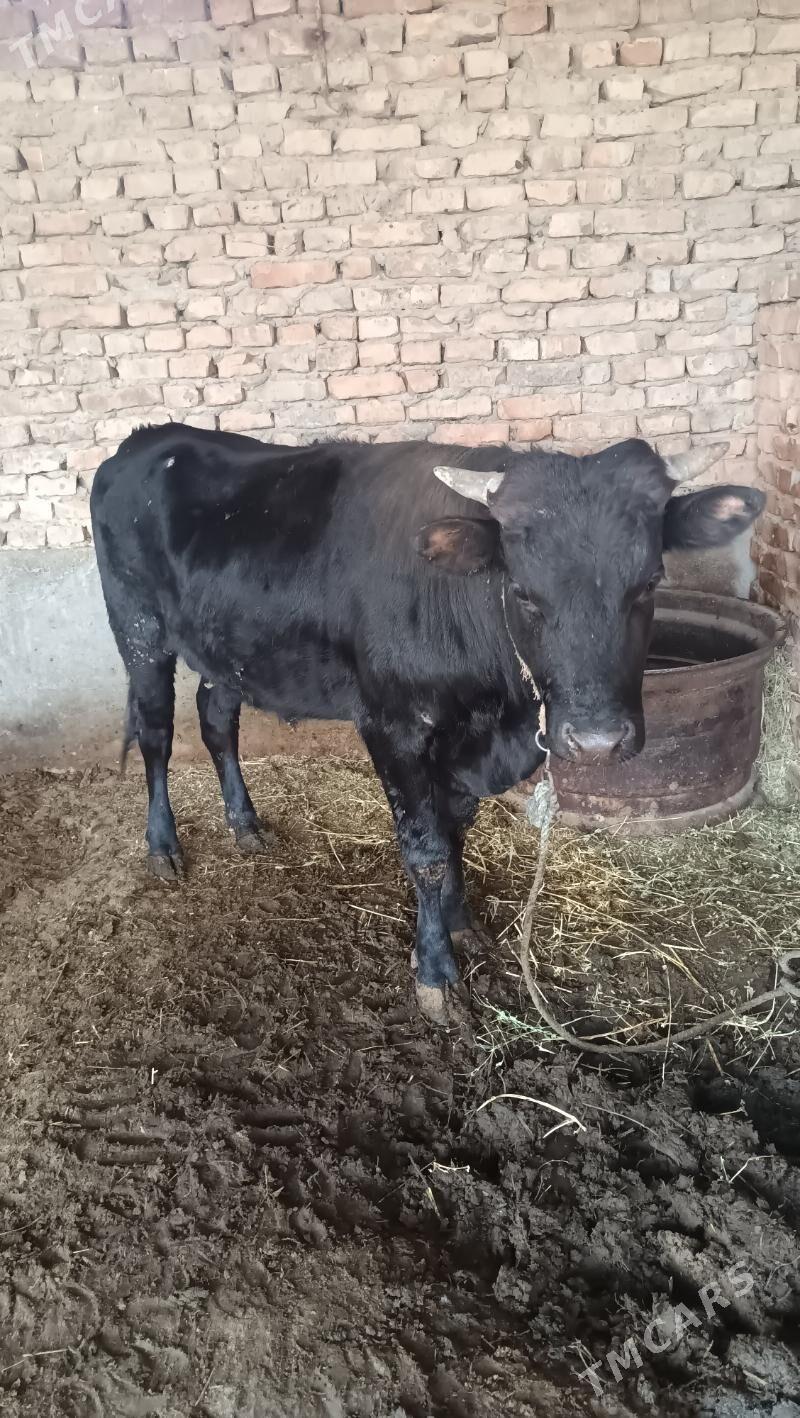 okuz - Бахарден - img 2