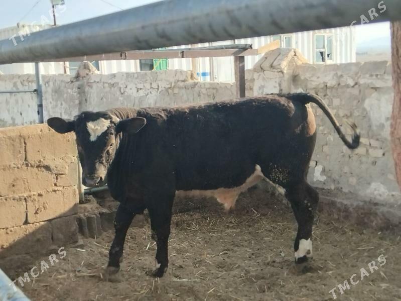 Okuz - Бахарден - img 3