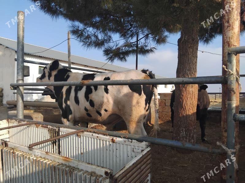 Okuz - Бахарден - img 2