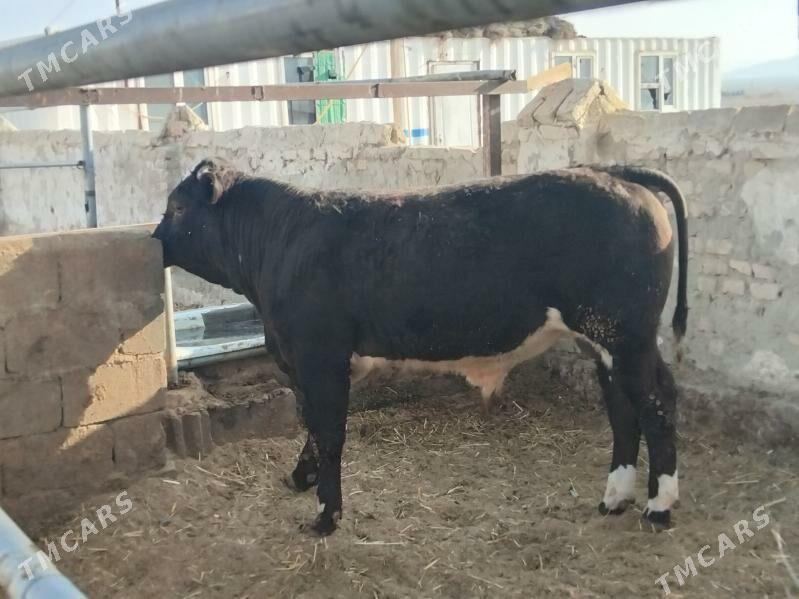 Okuz - Бахарден - img 4