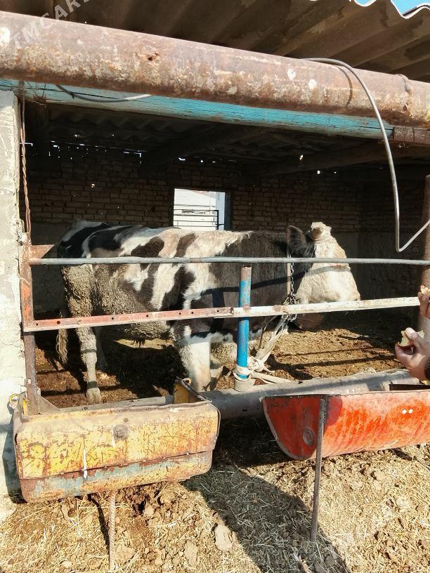 Simental okuz - Mary - img 3