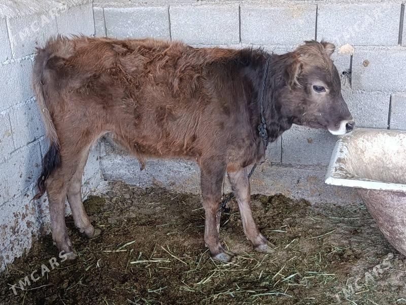 okuz - Ашхабад - img 2