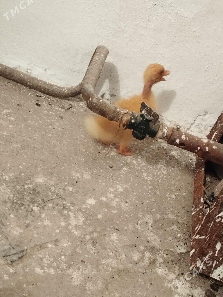 Ordek gak gak juje - Balkanabat - img 3