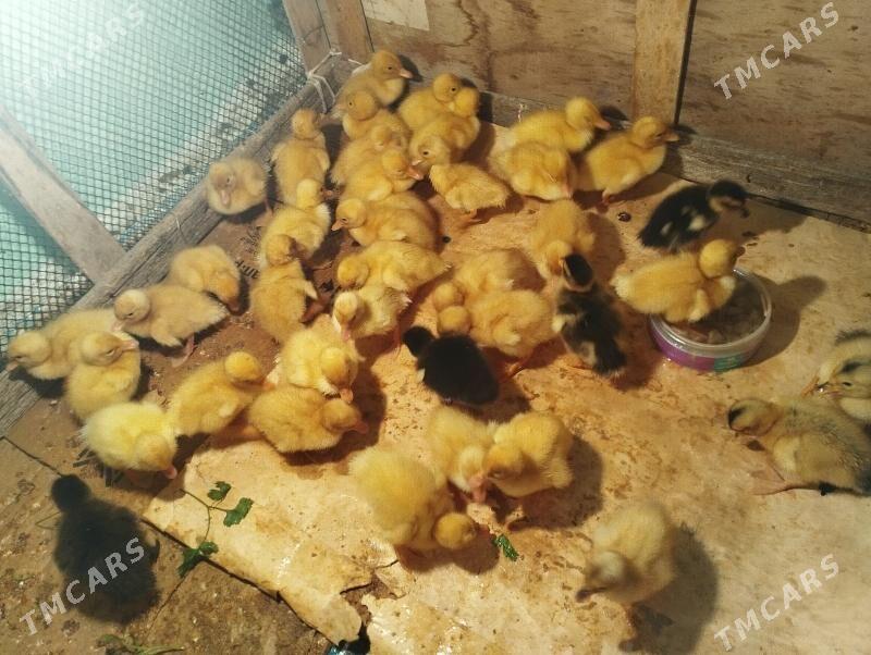 Ordek gak gak juje - Balkanabat - img 8