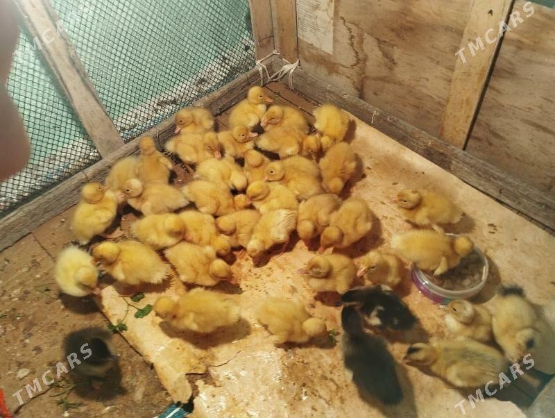 Ordek gak gak juje - Balkanabat - img 6