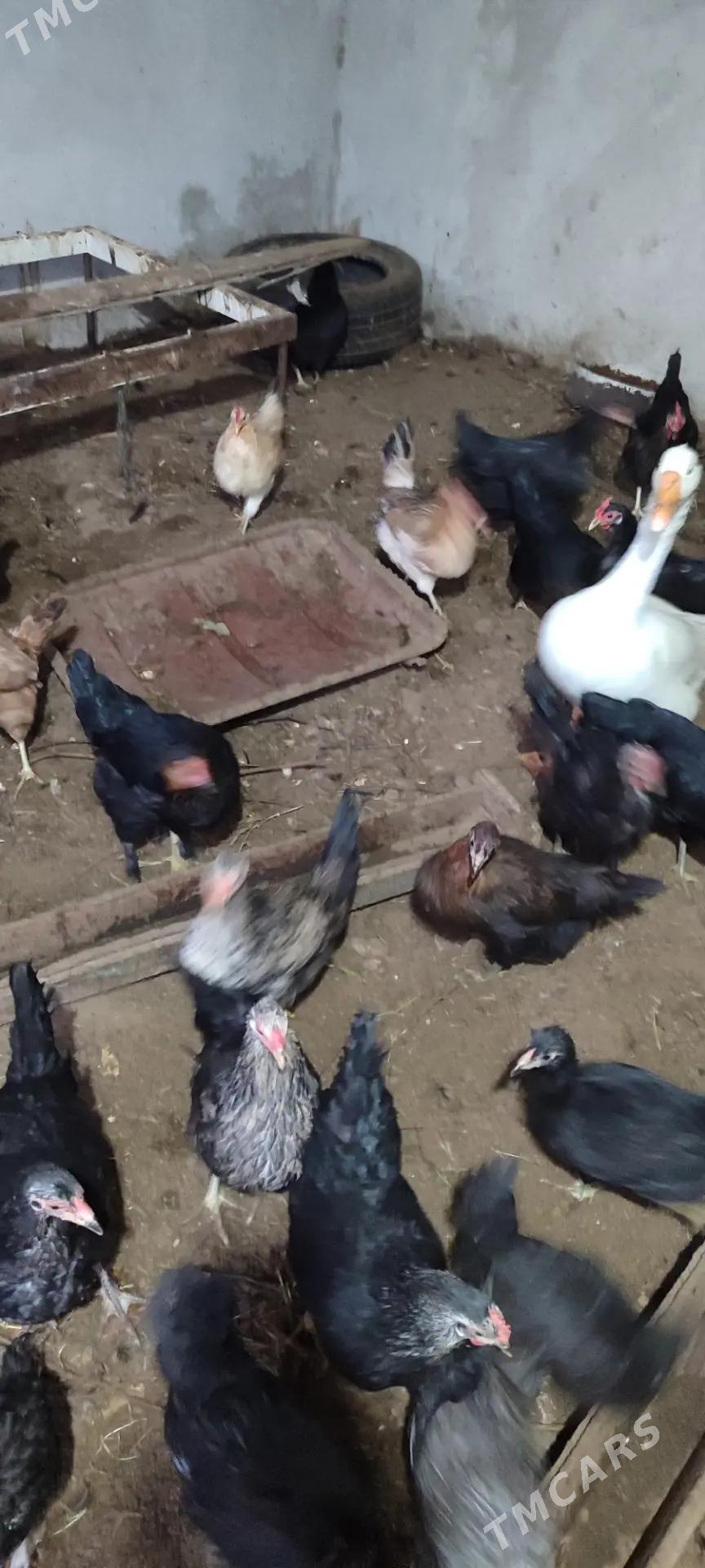 Газ, товук, хораз ! - Туркменабат - img 4