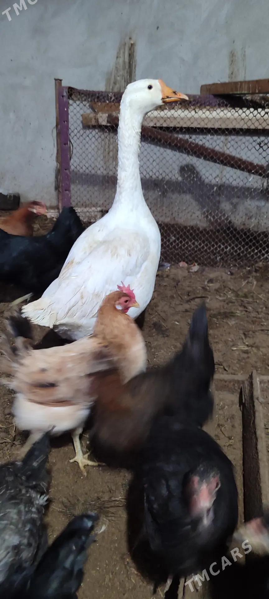 Газ, товук, хораз ! - Туркменабат - img 5