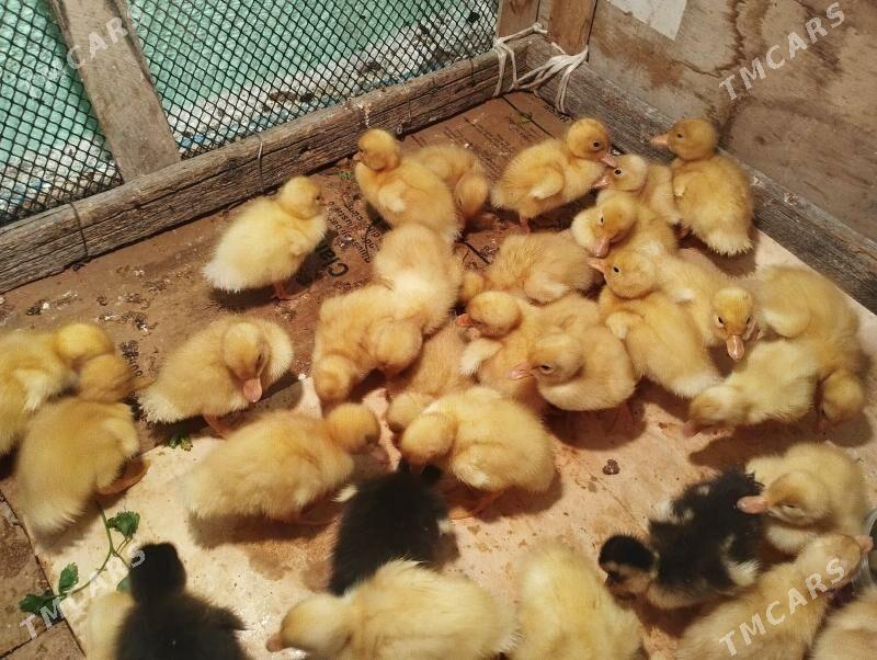 Ordek gak gak juje - Balkanabat - img 9