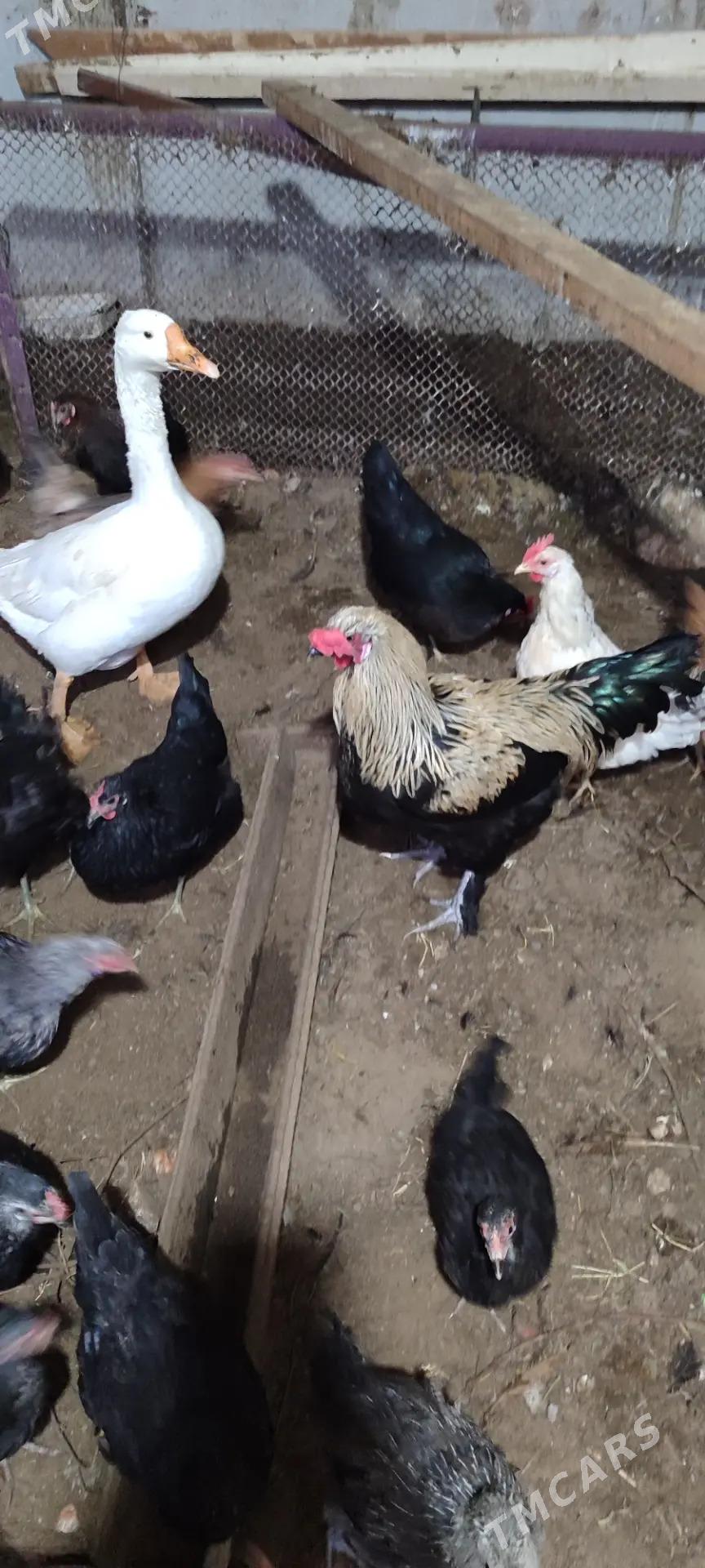 Газ, товук, хораз ! - Туркменабат - img 3