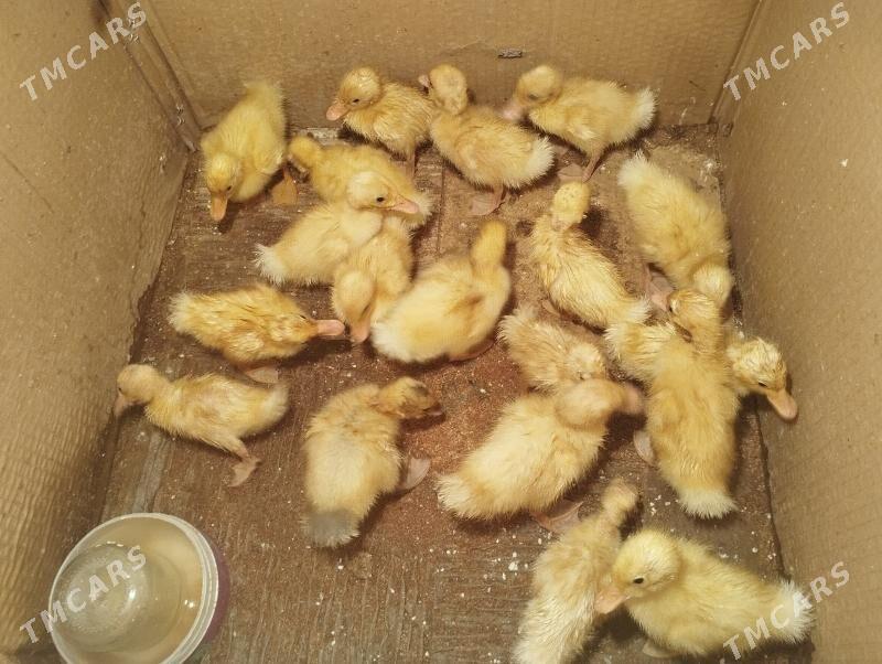 Ordek gak gak juje - Balkanabat - img 4