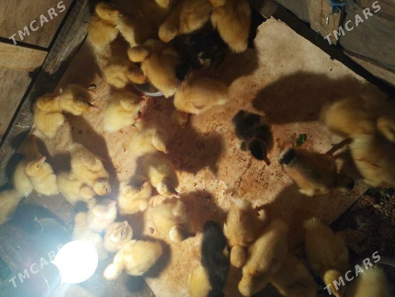 Ordek gak gak juje - Balkanabat - img 7