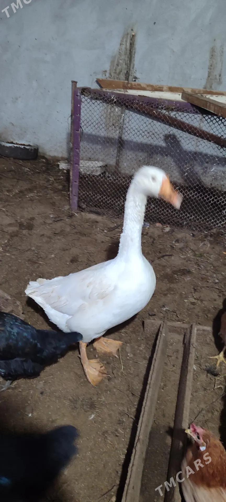 Газ, товук, хораз ! - Туркменабат - img 2