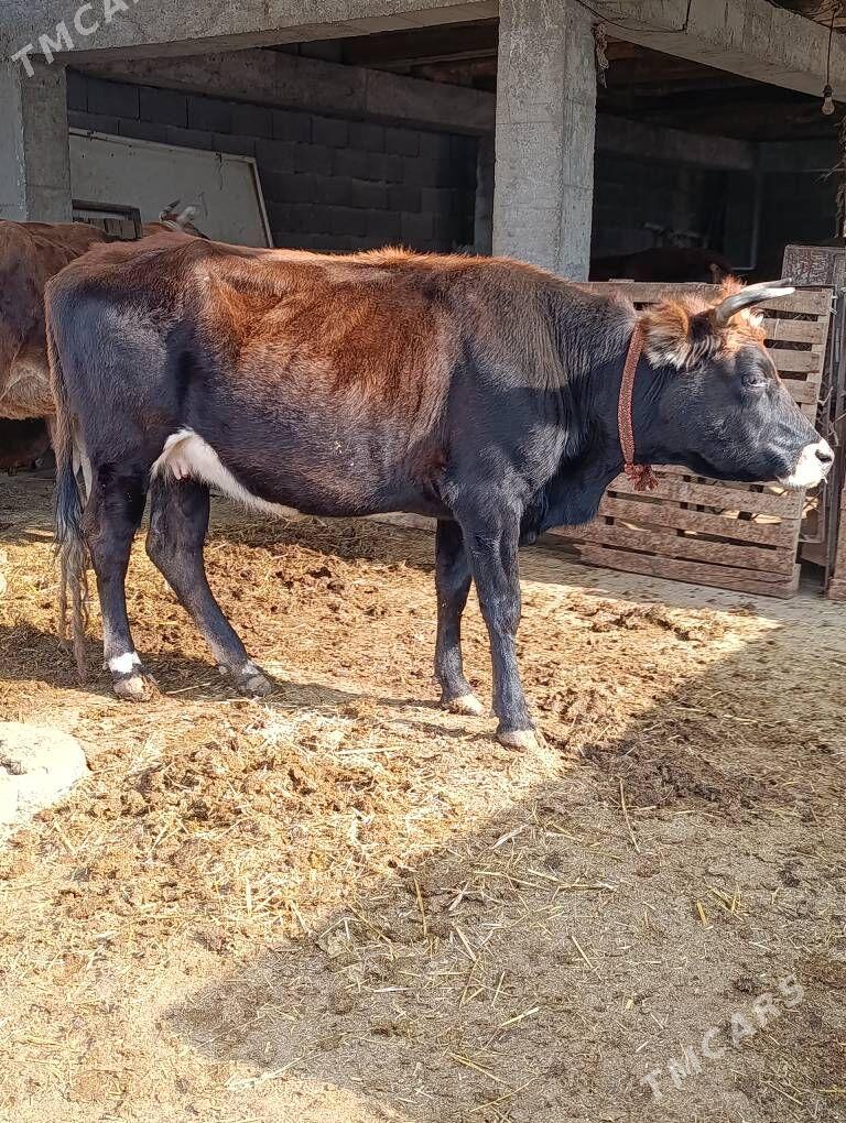 bogoz sygyr - Гёкдепе - img 3