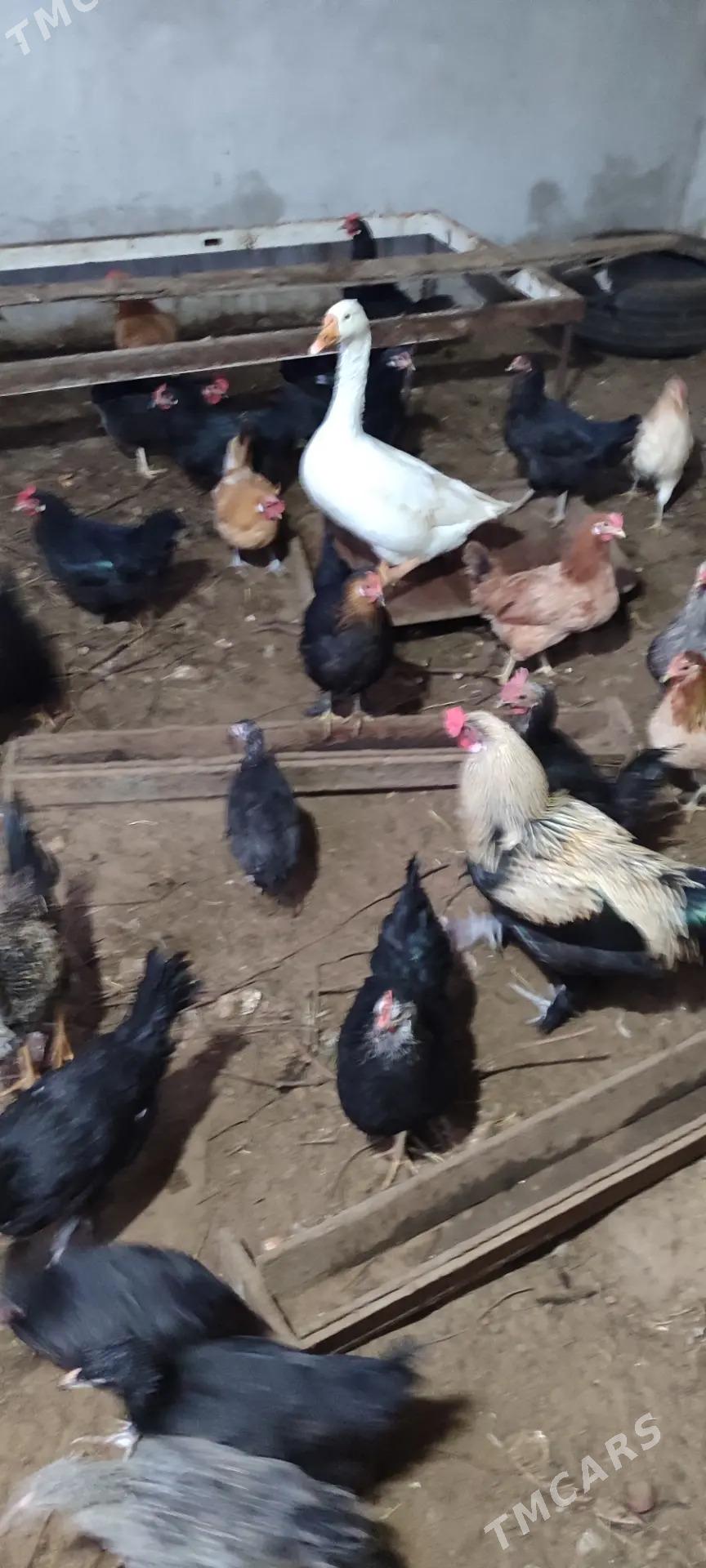 Газ, товук, хораз ! - Туркменабат - img 7