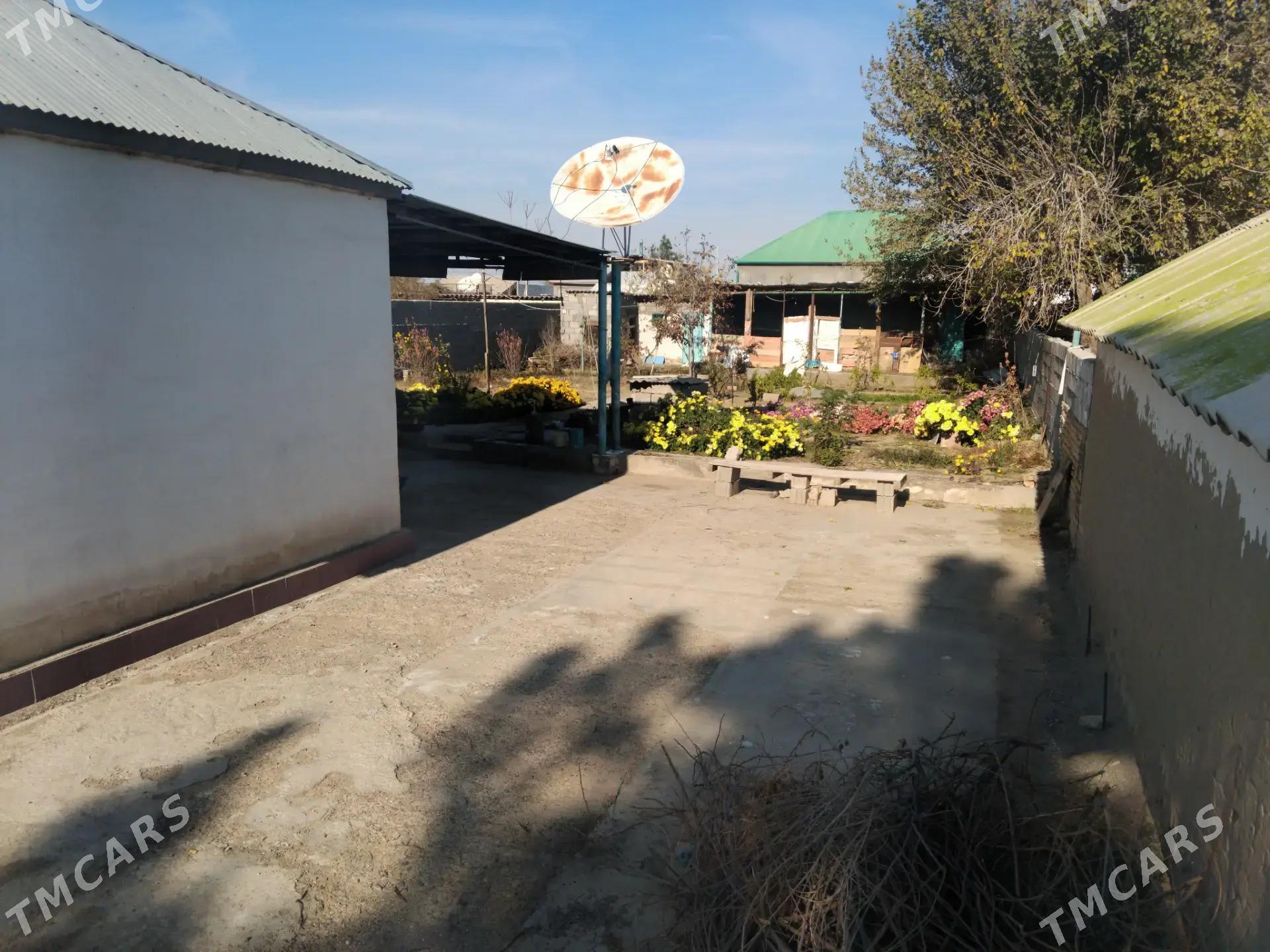 Anew daca - Änew - img 2