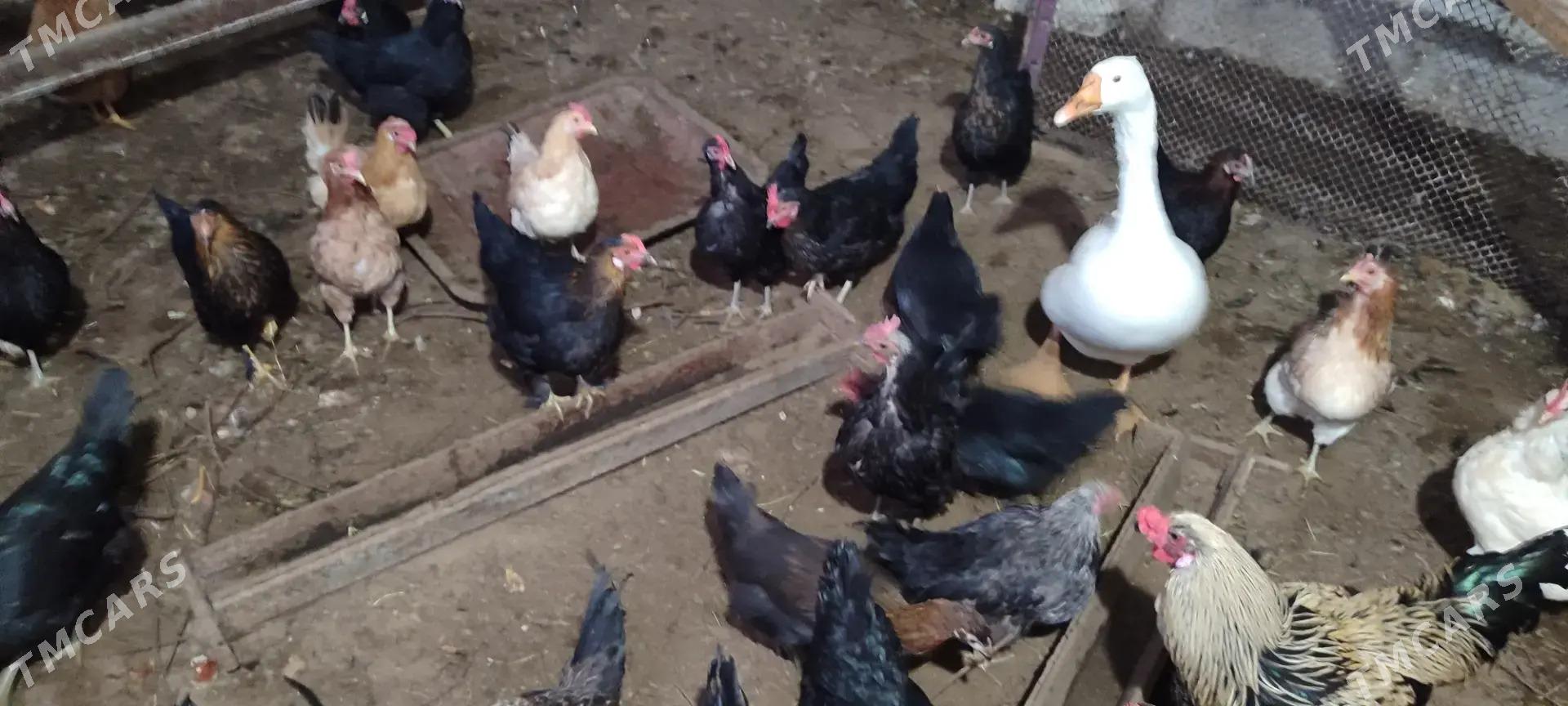 Газ, товук, хораз ! - Туркменабат - img 6