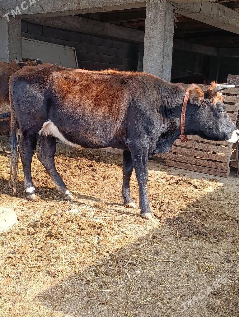 bogoz sygyr - Гёкдепе - img 4