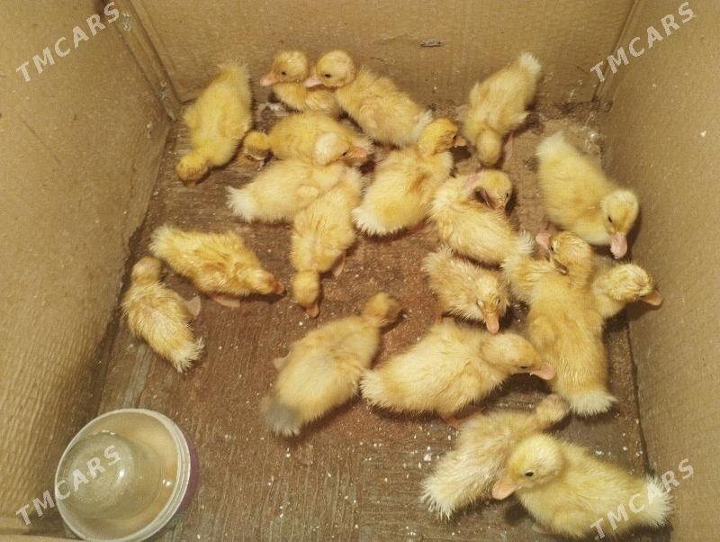 Ordek gak gak juje - Balkanabat - img 5