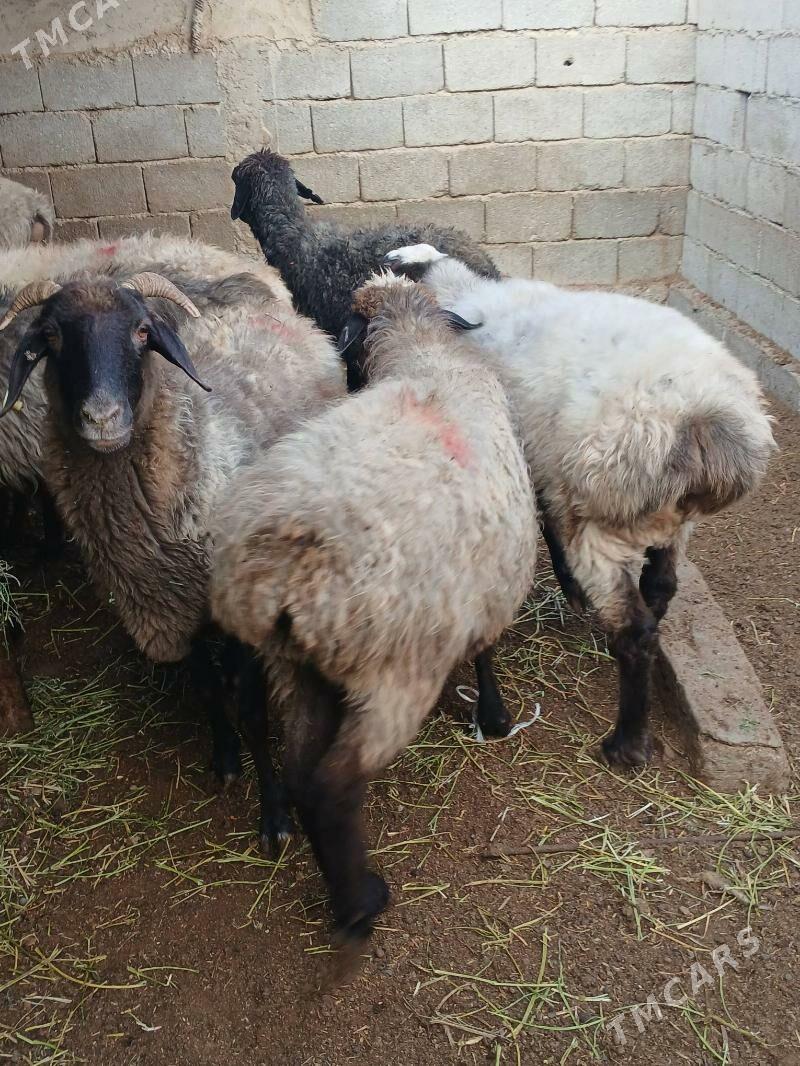 Issek - Aşgabat - img 2