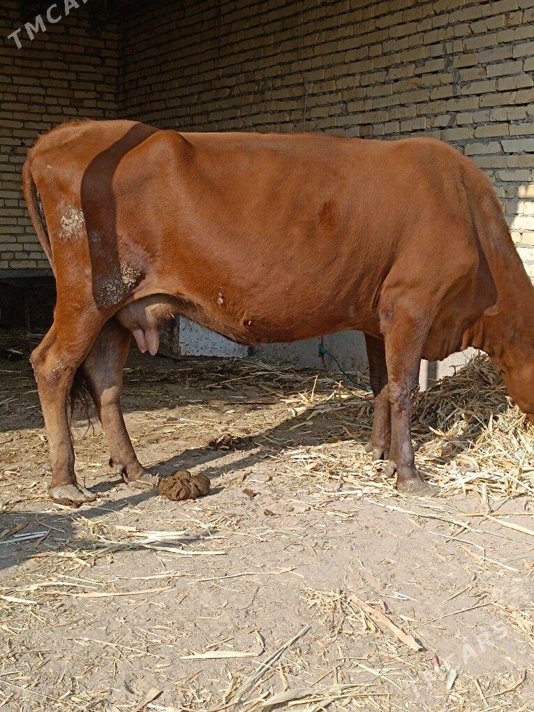 göleli sygyr  - Чарджоу - img 7