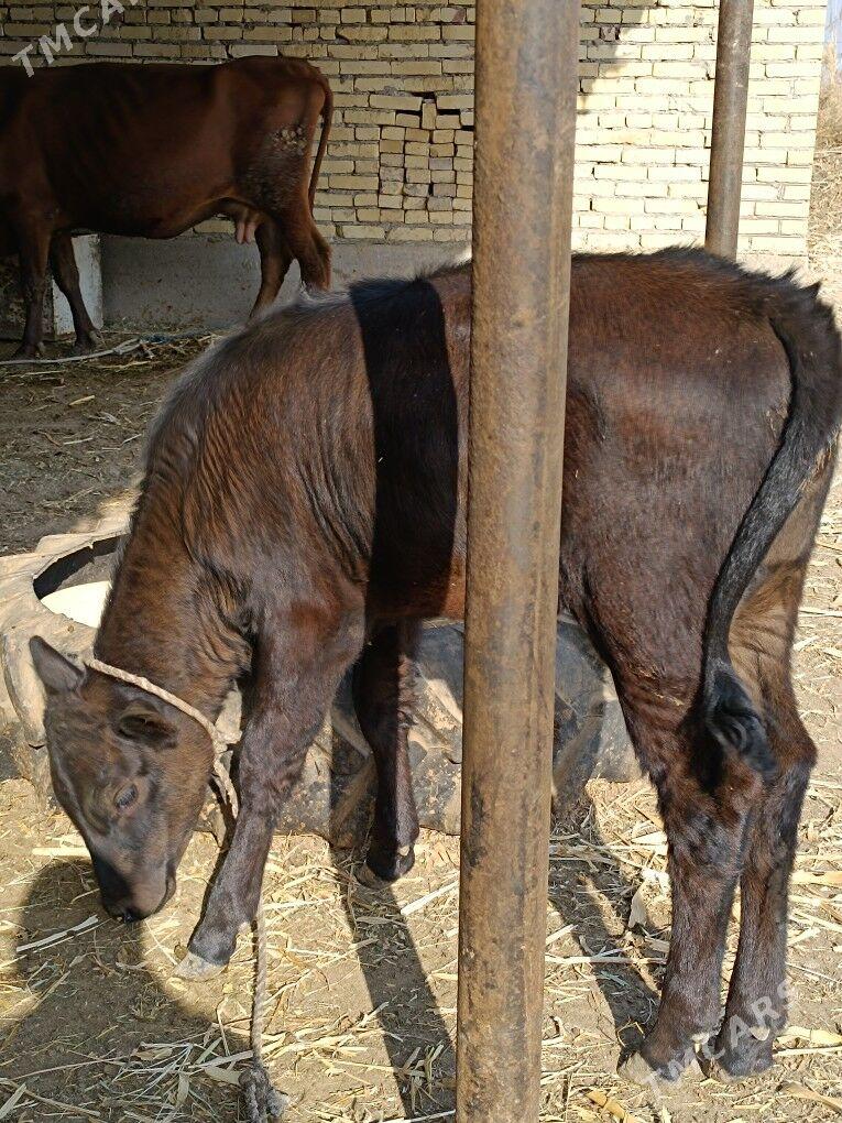 göleli sygyr  - Чарджоу - img 9