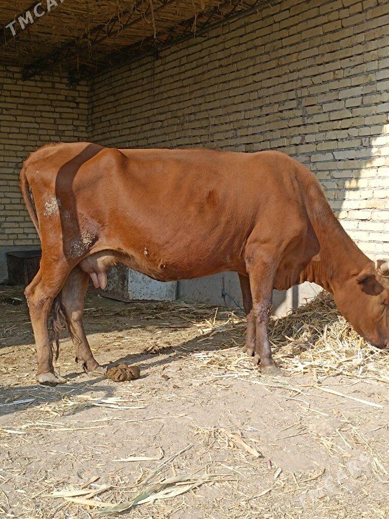 göleli sygyr  - Чарджоу - img 5