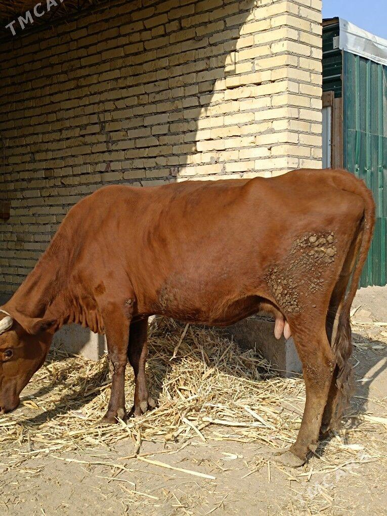 göleli sygyr  - Чарджоу - img 10